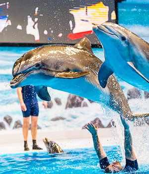 Dubai - Dolphinarium - pic